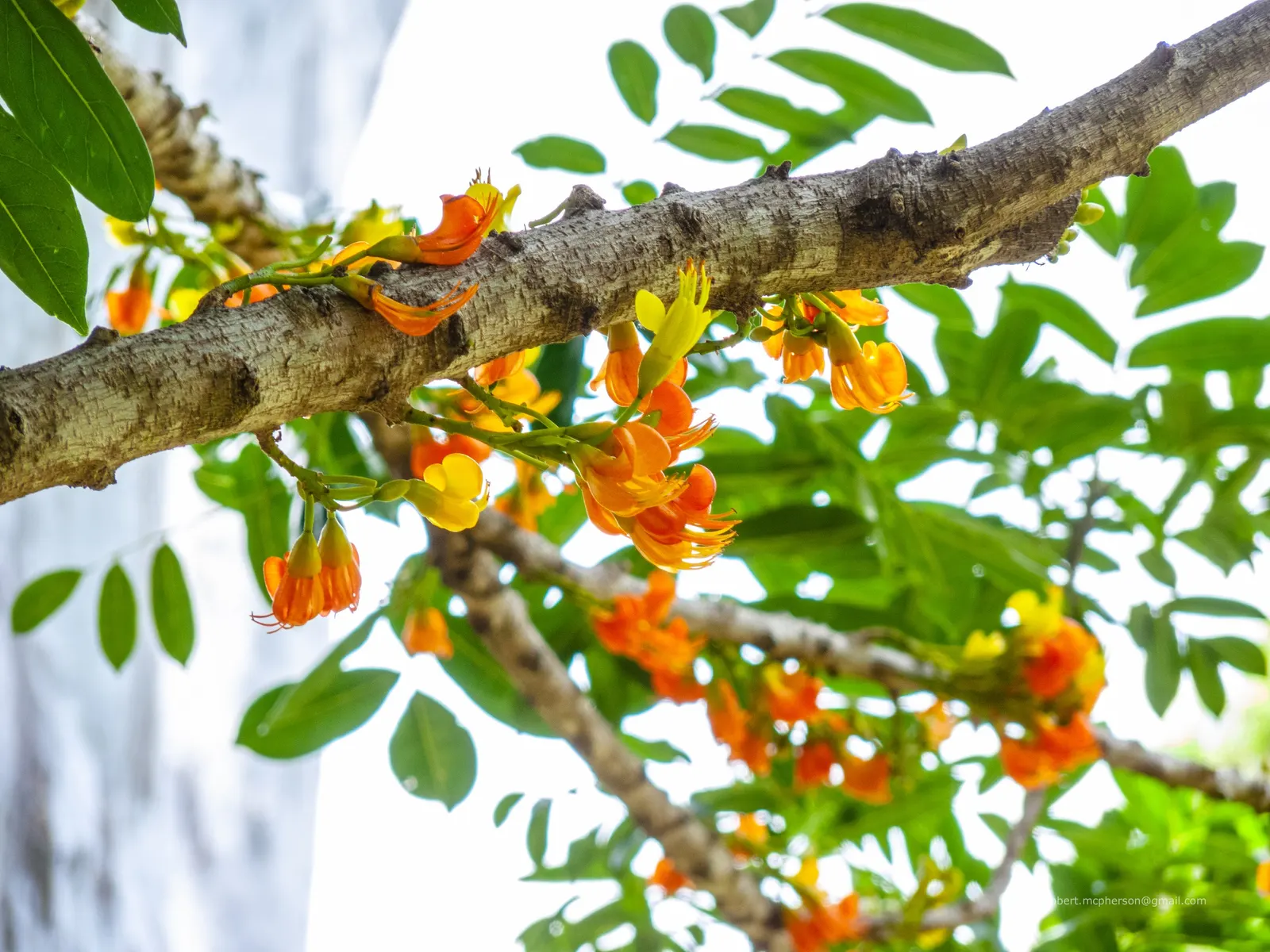 Moreton Bay Chestnut, Black Bean (Castanospermum Australe) — orange and red and yellow flowers in the garden; with a canopy spread of roughly 20 to, image 82