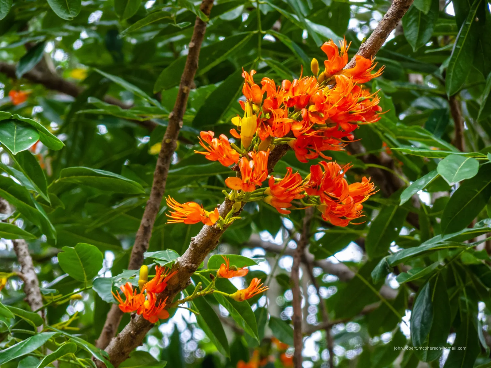 Moreton Bay Chestnut, Black Bean (Castanospermum Australe) — Note: The seeds are toxic if ingested; distinctive seed pods up to 12 inches in length
