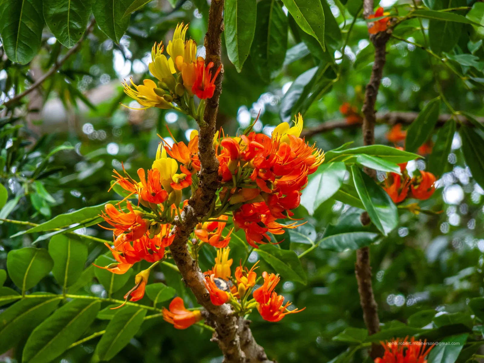 Moreton Bay Chestnut, Black Bean (Castanospermum Australe) — The tree is adaptable to a variety of soils, although it prefers a well-drained, fertile loam