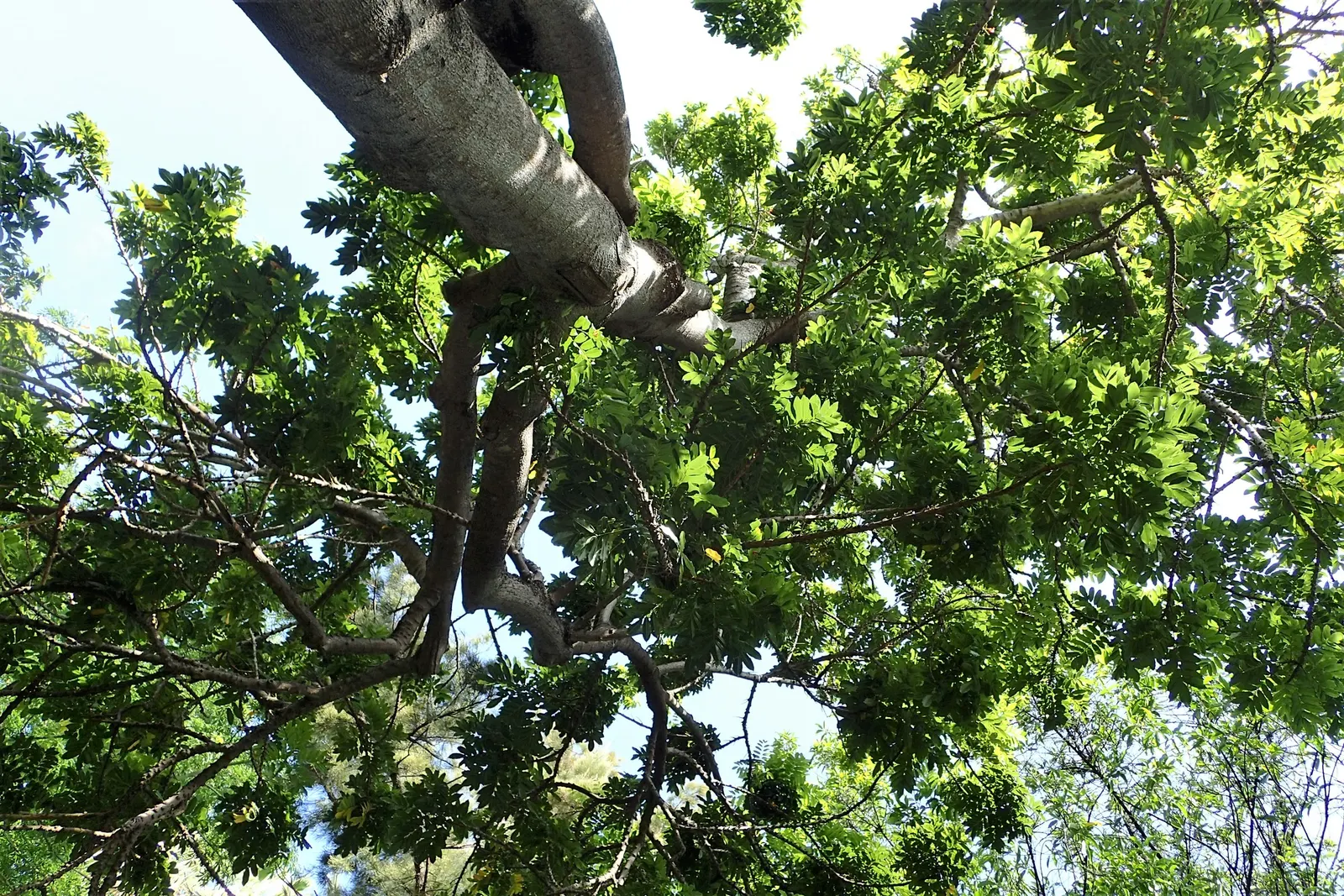 Moreton Bay Chestnut, Black Bean (Castanospermum Australe) — commonly referred to as the Black Bean or by its botanical name Castanospermum australe