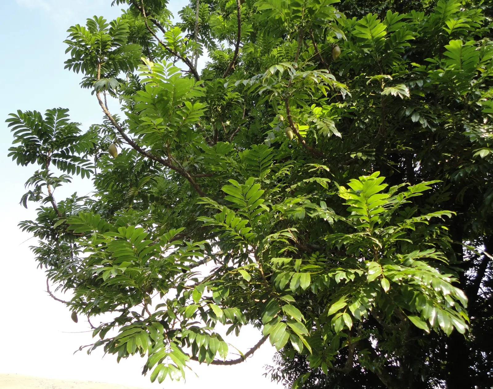Moreton Bay Chestnut, Black Bean (Castanospermum Australe) — serves as a captivating and robust addition to any landscape design