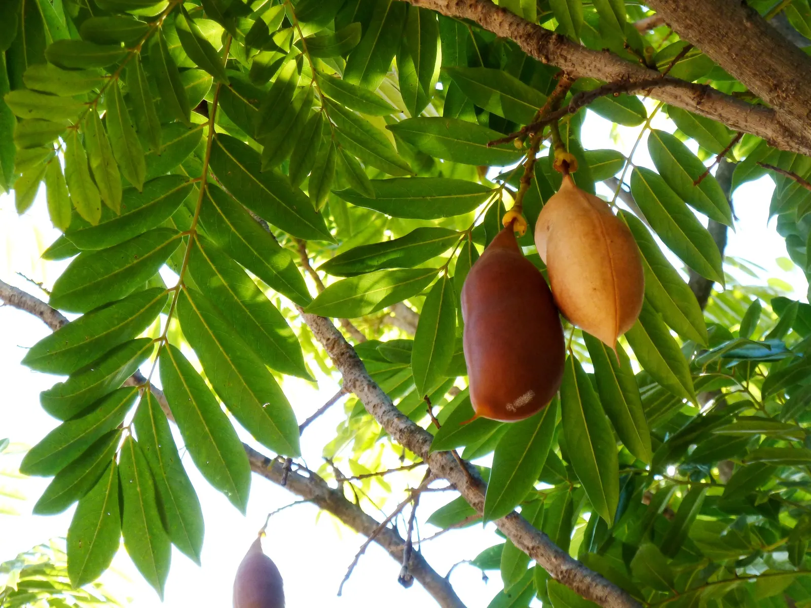 Moreton Bay Chestnut, Black Bean (Castanospermum Australe) — The Moreton Bay Chestnut (Castanospermum australe); glossy green leaves and vibrant, image 85