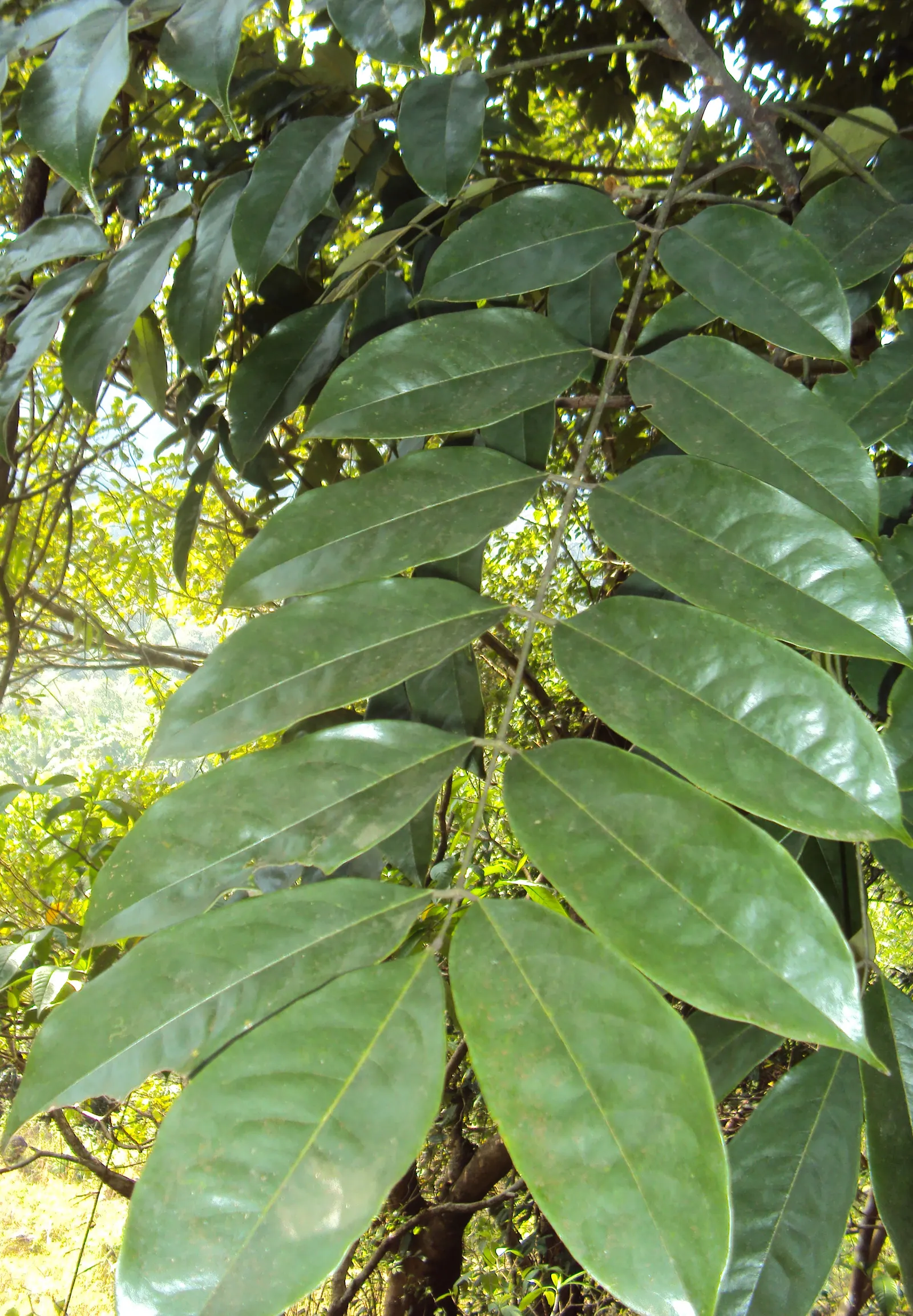 Moreton Bay Chestnut, Black Bean (Castanospermum Australe) — shade-providing specimen with year-round interest - lush foliage; distinctive seed pods up to 12