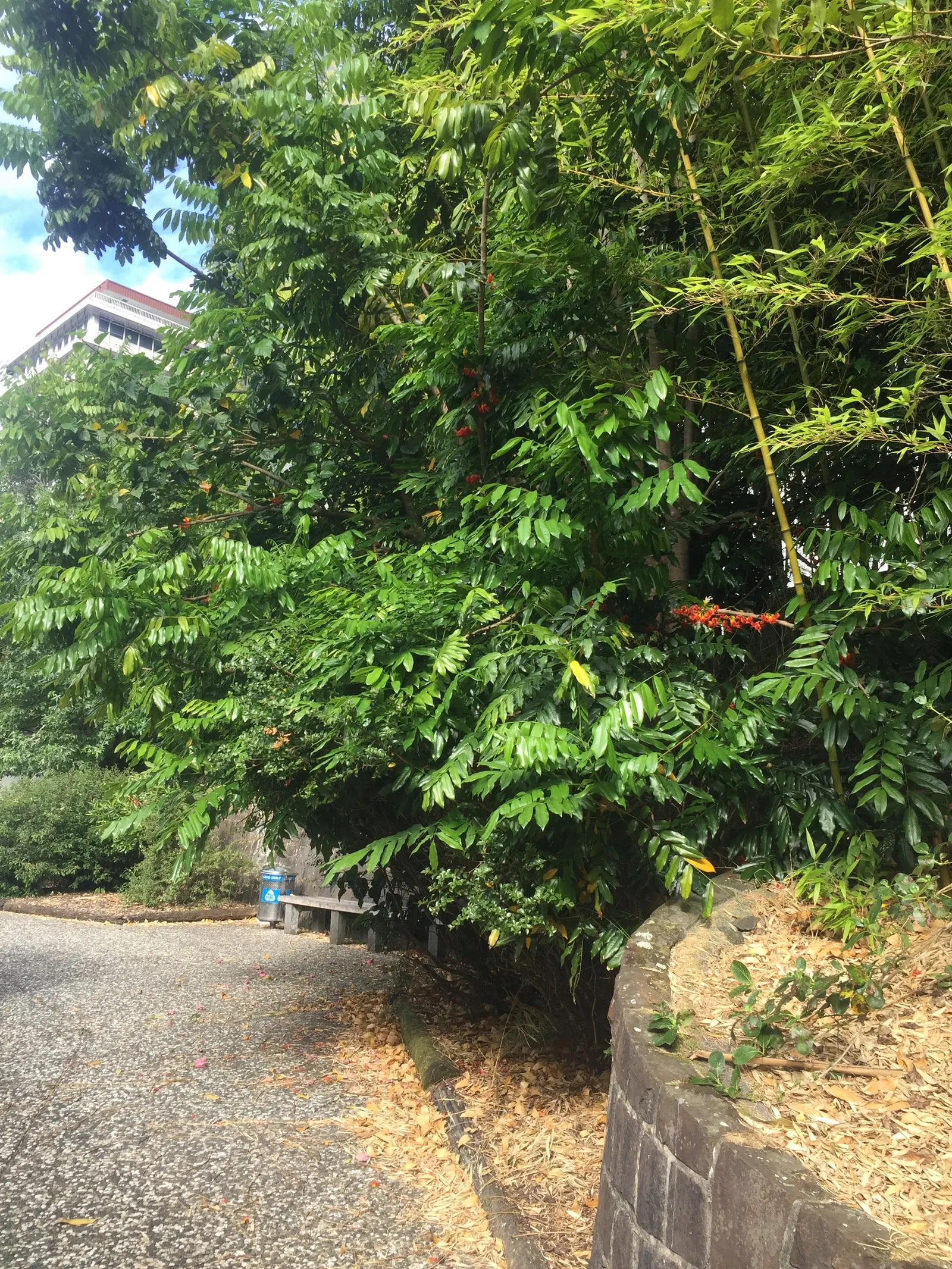 Moreton Bay Chestnut, Black Bean (Castanospermum Australe) — distinctive seed pods up to 12 inches in length
