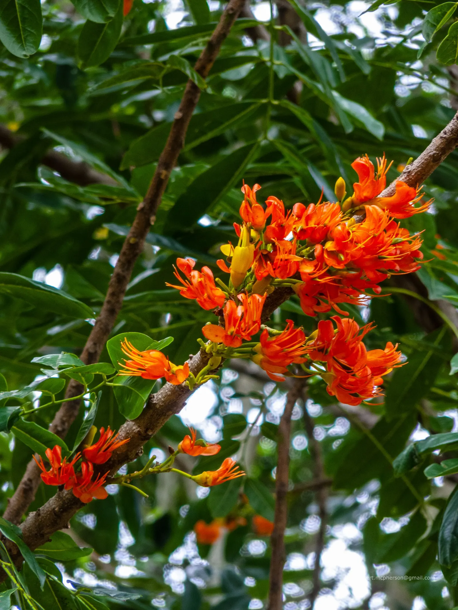 Moreton Bay Chestnut, Black Bean (Castanospermum Australe) — it can reach up to 130 feet tall in its natural habitat but commonly stays under 50 feet in gardens