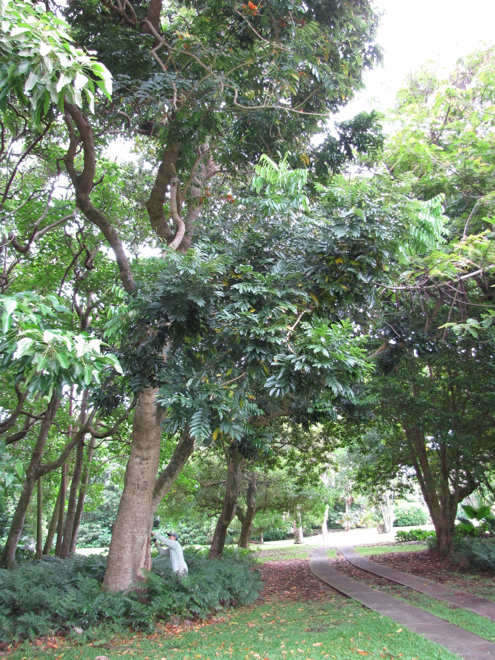 Moreton Bay Chestnut, Black Bean (Castanospermum Australe) — serves as a captivating and robust addition to any landscape design; glossy green, image 65