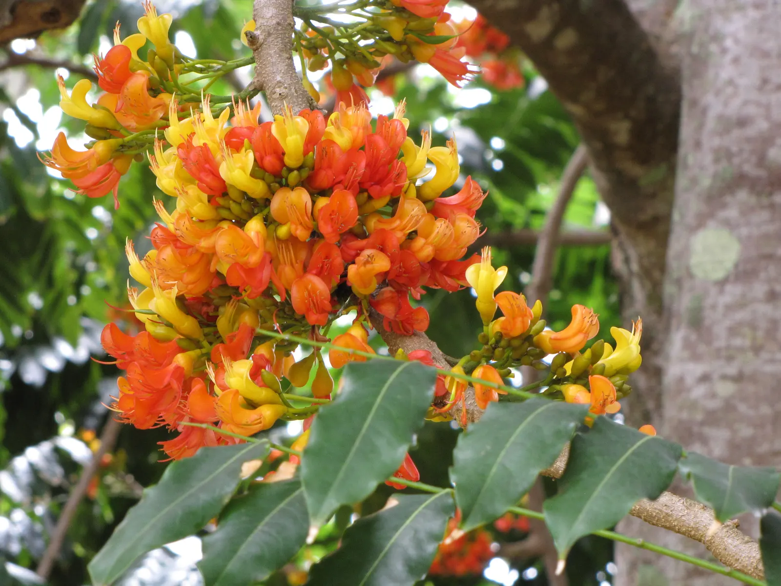 Moreton Bay Chestnut, Black Bean (Castanospermum Australe) — Castanospermum australe offers designers a striking