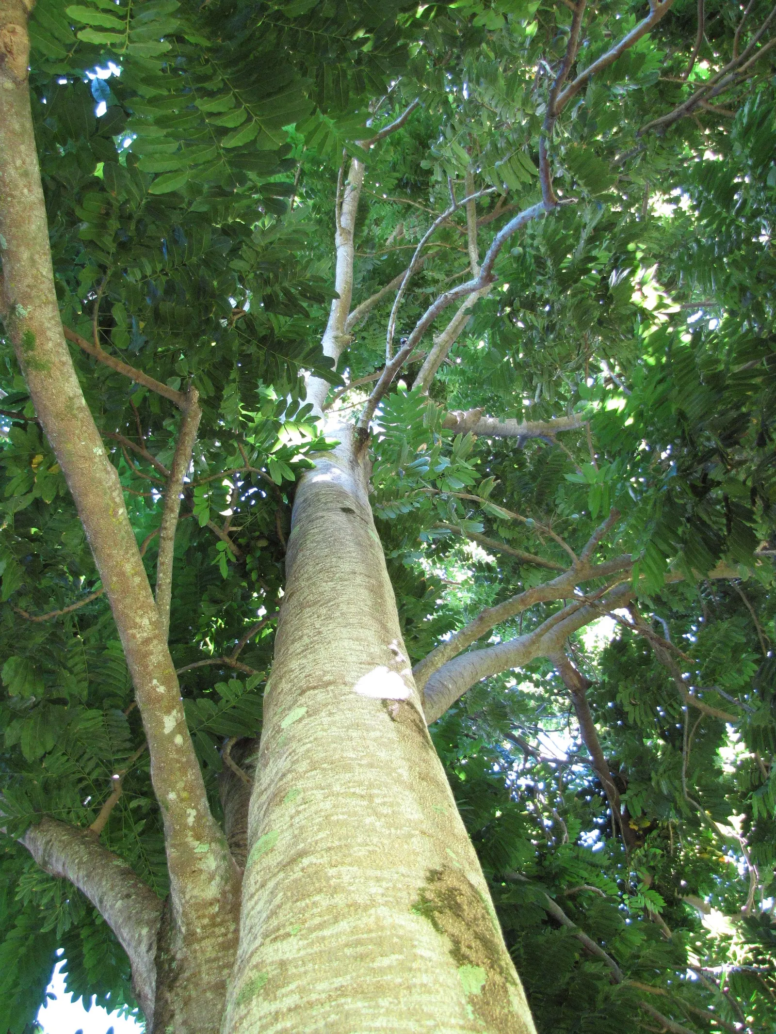 Moreton Bay Chestnut, Black Bean (Castanospermum Australe) — is an evergreen tree native to Australia‚Äôs coastal rainforests; distinctive seed, image 59