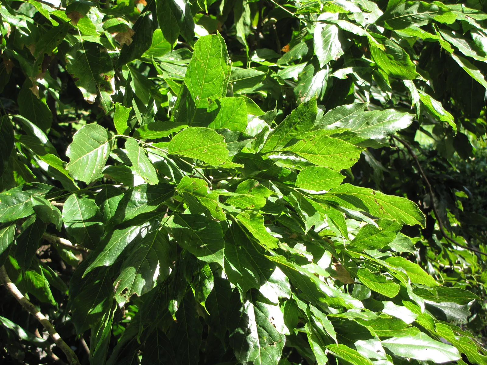 Moreton Bay Chestnut, Black Bean (Castanospermum Australe) — can tolerate short periods of drought.<br><br>In summary; glossy green leaves and vibrant