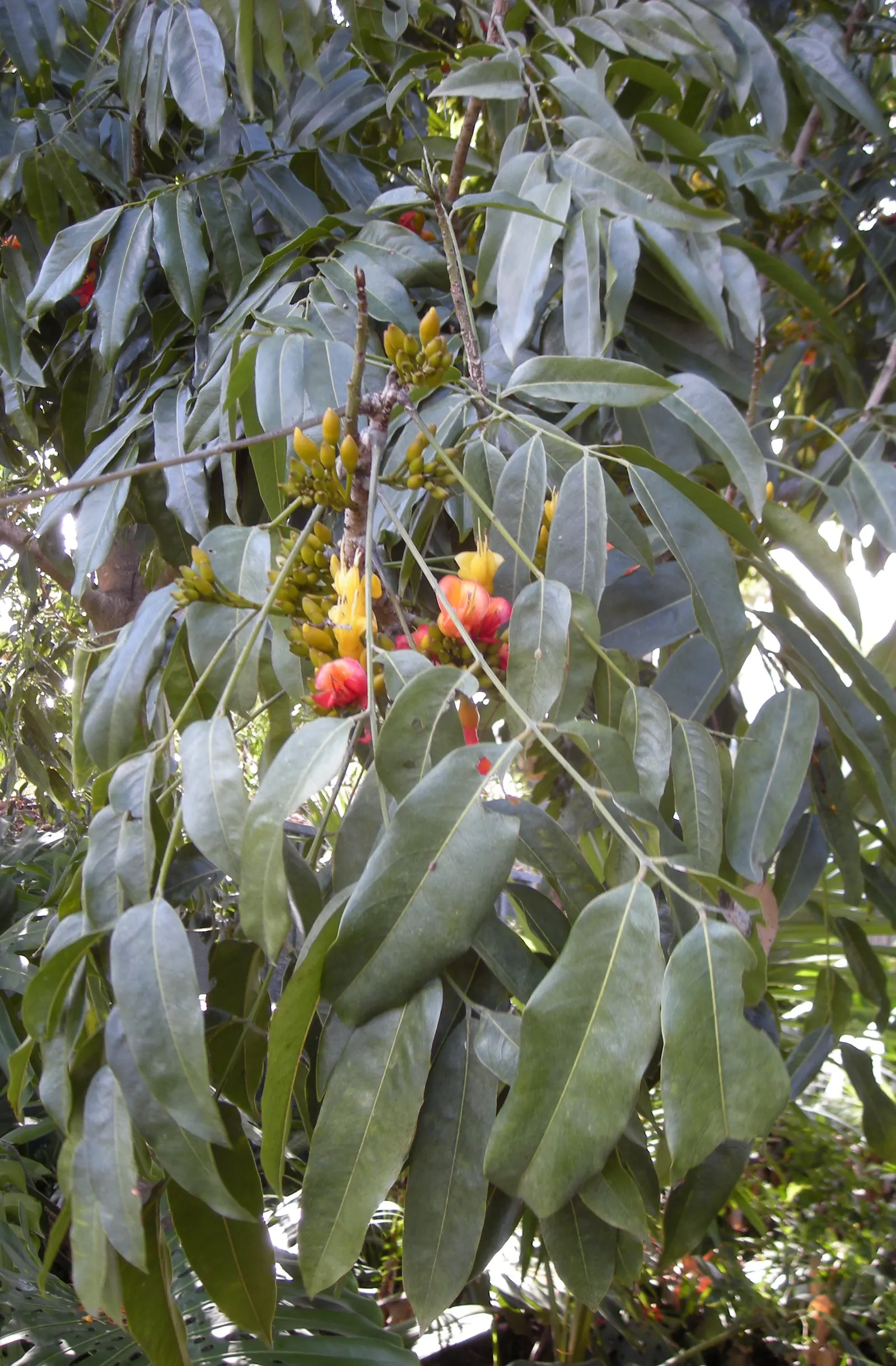 Moreton Bay Chestnut, Black Bean (Castanospermum Australe) — attractively unusual flowers; and intriguing seed pods that can enhance the aesthetic, image 80
