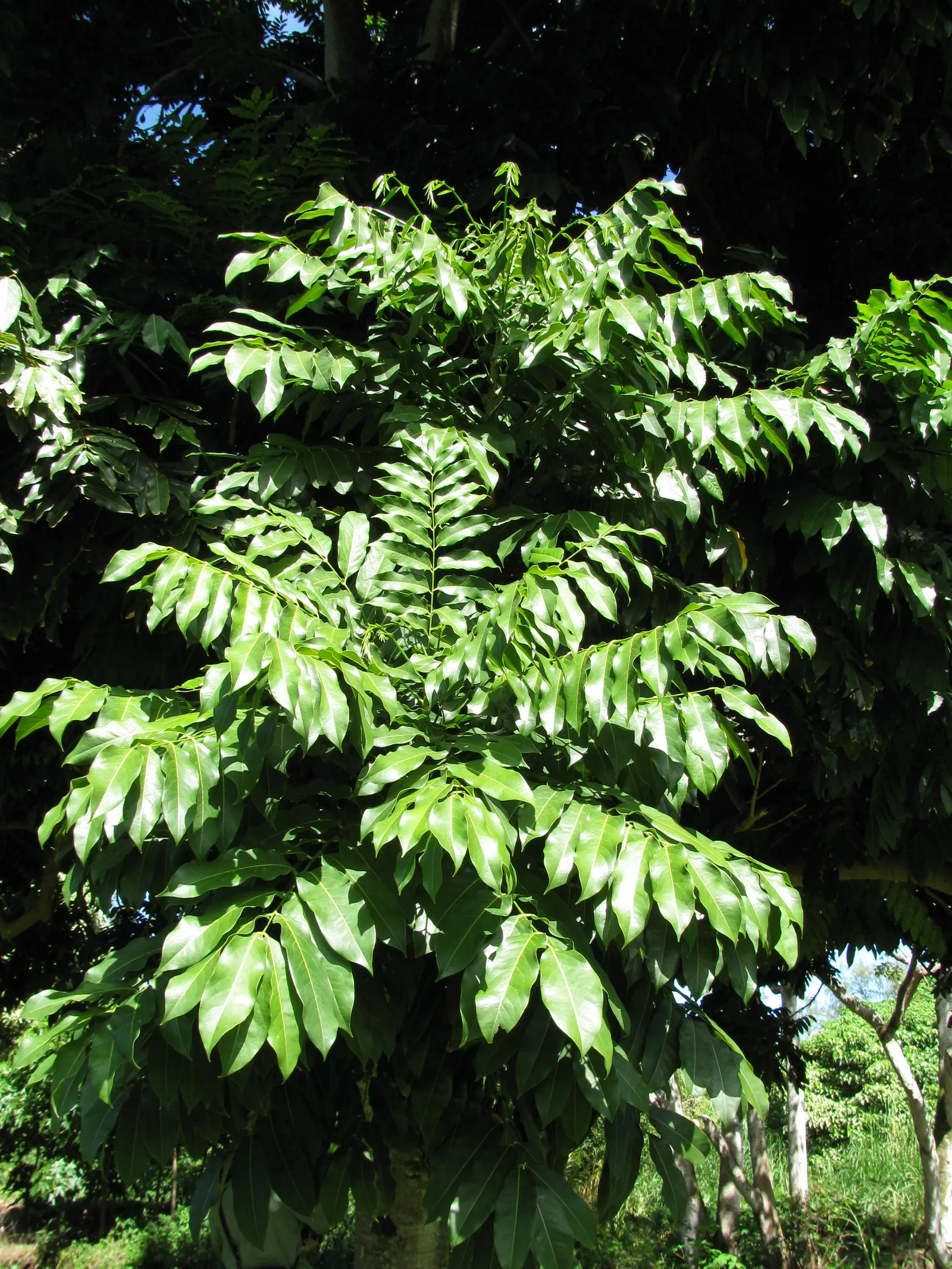 Moreton Bay Chestnut, Black Bean (Castanospermum Australe) — tree for full or half; and intriguing seed pods that can enhance the aesthetic of any, image 84