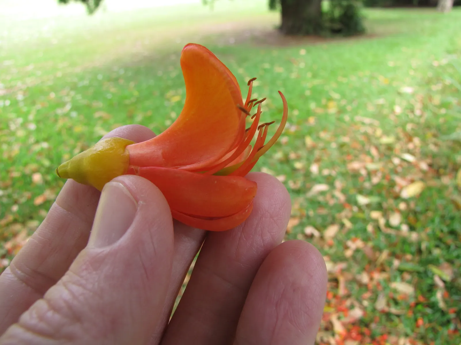 Moreton Bay Chestnut, Black Bean (Castanospermum Australe) — is an evergreen tree native to Australia‚Äôs coastal rainforests; distinctive seed pods up to 12