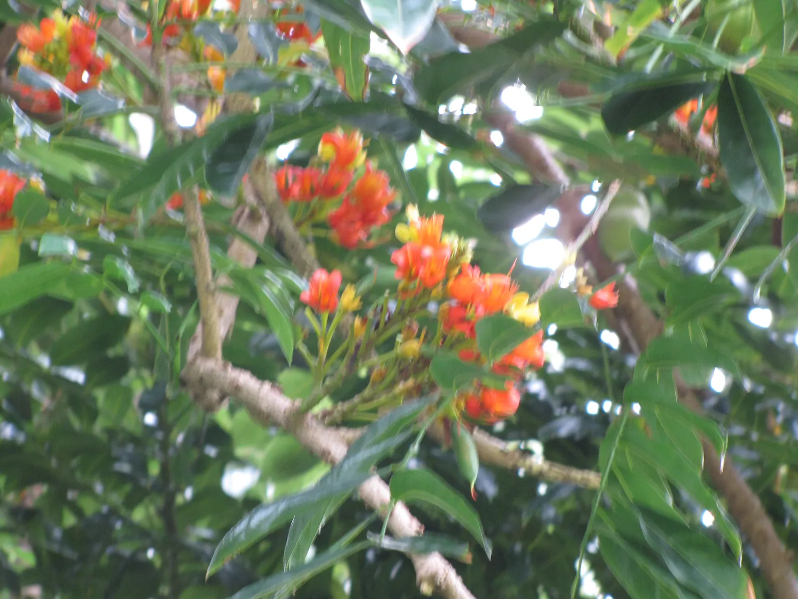 Moreton Bay Chestnut, Black Bean (Castanospermum Australe) — adding life and color to the landscape.<br><br>Following the flowering season