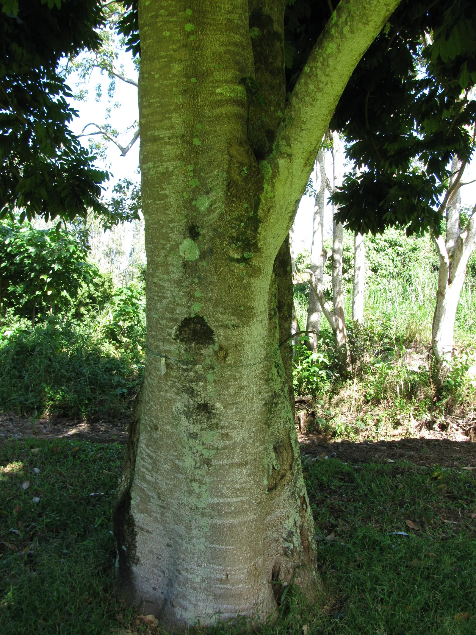 Moreton Bay Chestnut, Black Bean (Castanospermum Australe) — The Black Bean boasts a dense, rounded crown, offering generous shade