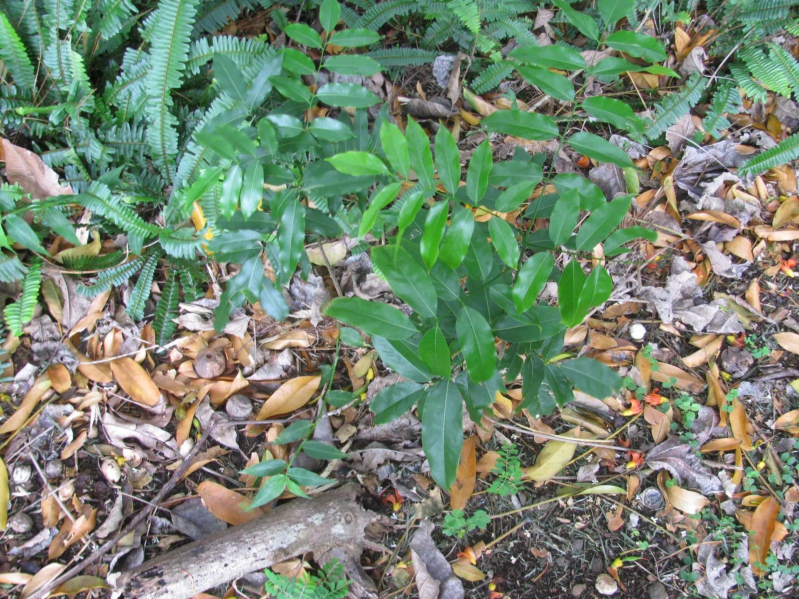 Moreton Bay Chestnut, Black Bean (Castanospermum Australe) — commonly referred to as the Black Bean or by its botanical name Castanospermum, image 64