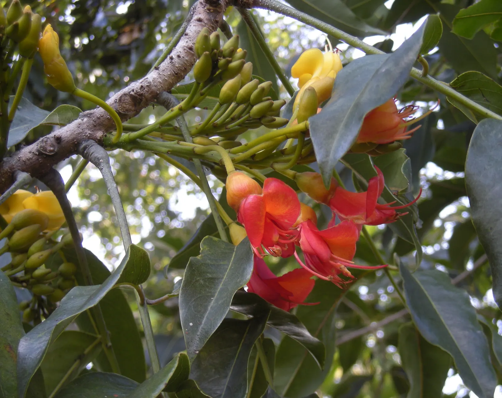 Moreton Bay Chestnut, Black Bean (Castanospermum Australe) — better known as Black Bean; with a canopy spread of roughly 20 to 30 feet, image 86
