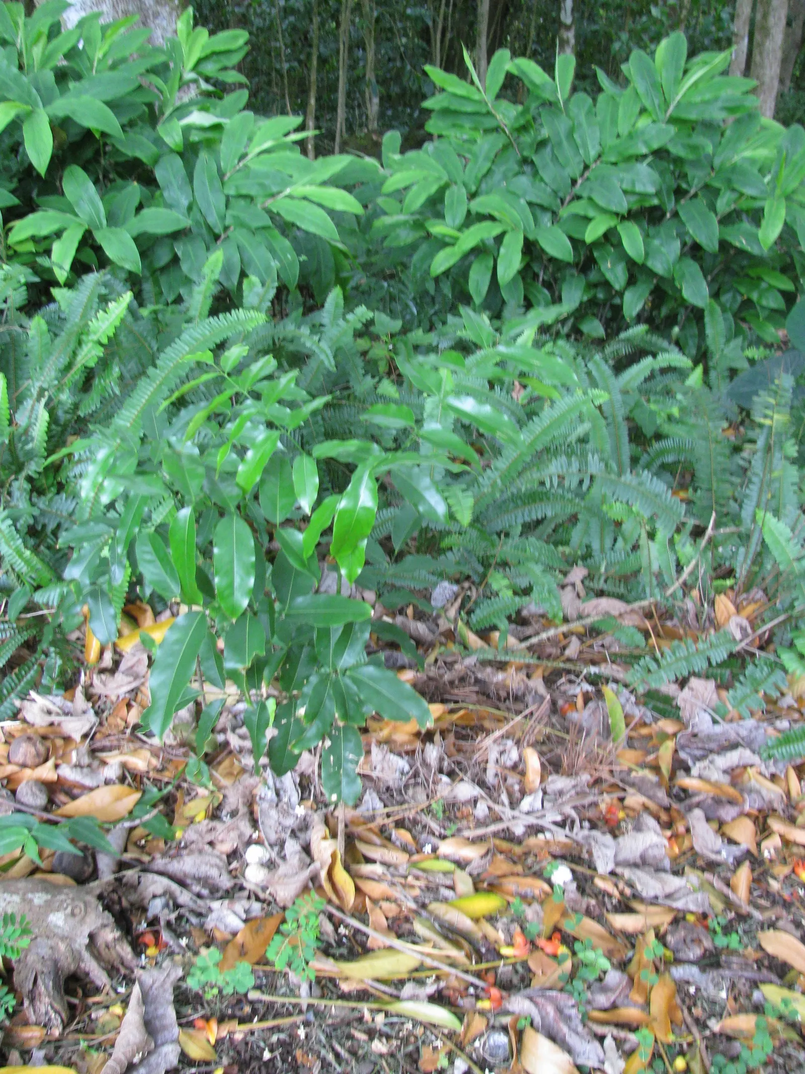 Moreton Bay Chestnut, Black Bean (Castanospermum Australe) — Castanospermum australe offers designers a striking; with a canopy spread of roughly 20 to 30 feet