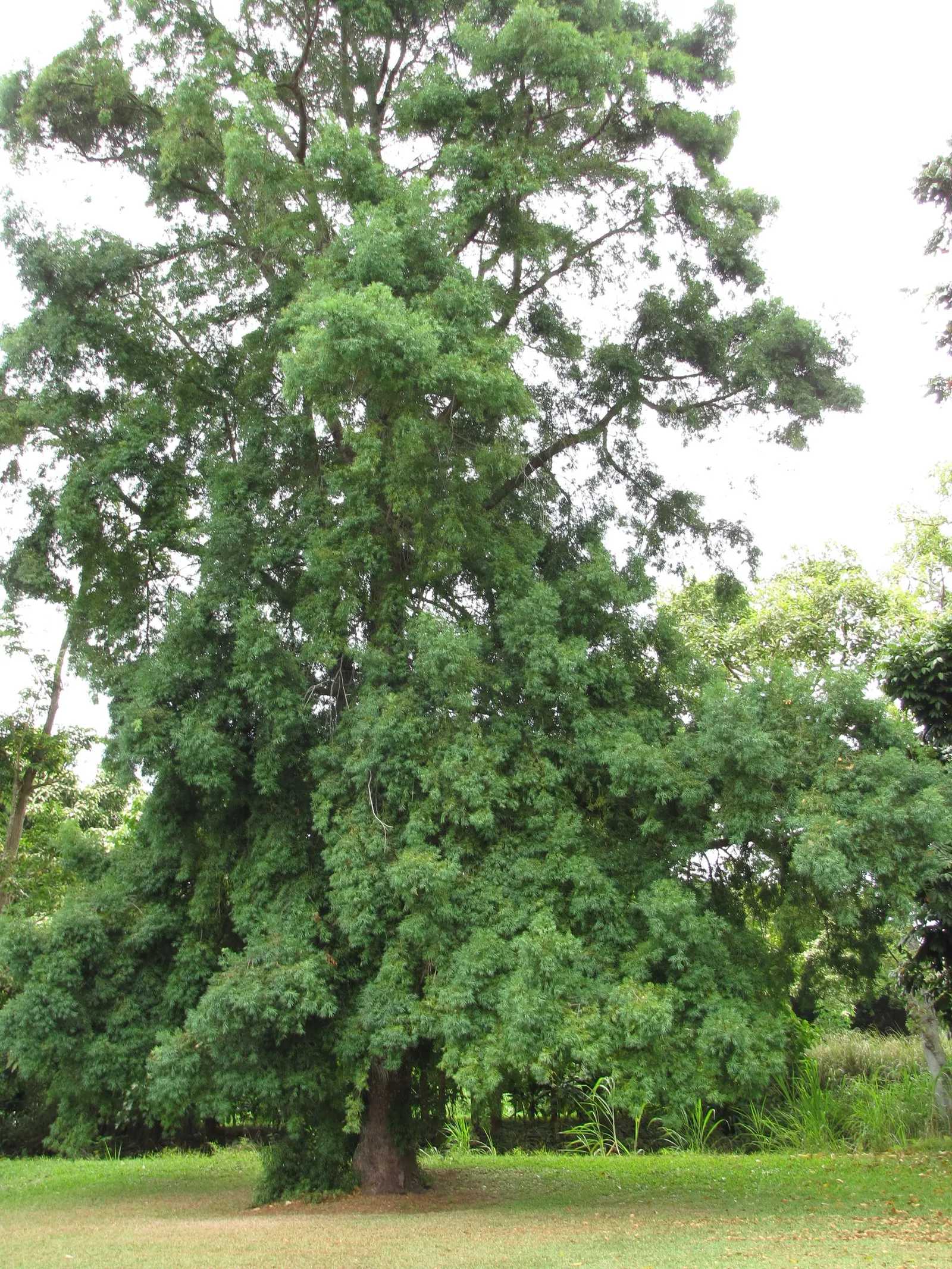 Moreton Bay Chestnut, Black Bean (Castanospermum Australe) — glossy green leaves and vibrant yellow-and-red flowers; and intriguing seed pods that, image 60