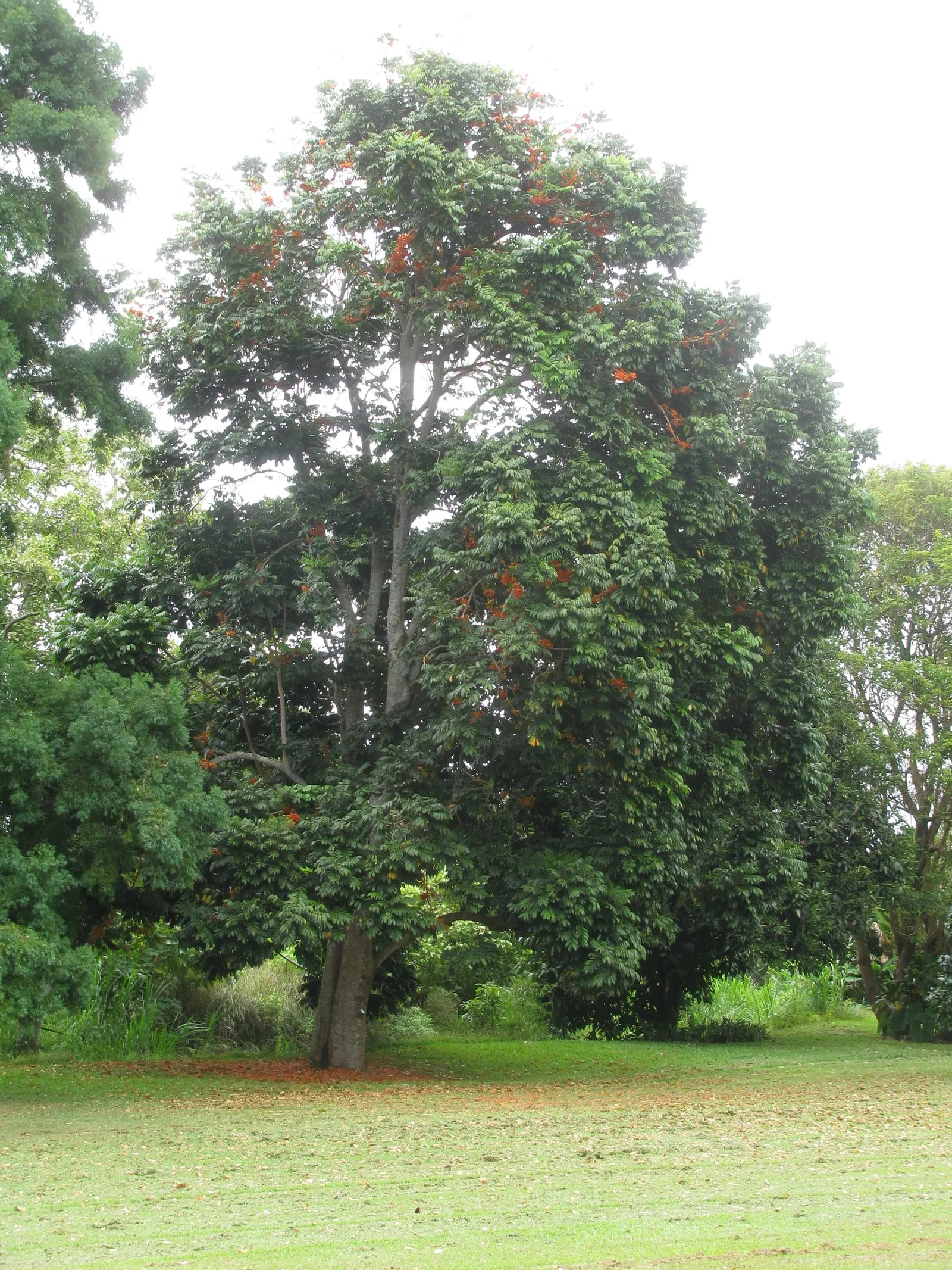 Moreton Bay Chestnut, Black Bean (Castanospermum Australe) — are glossy and deep green; with a canopy spread of roughly 20 to 30 feet