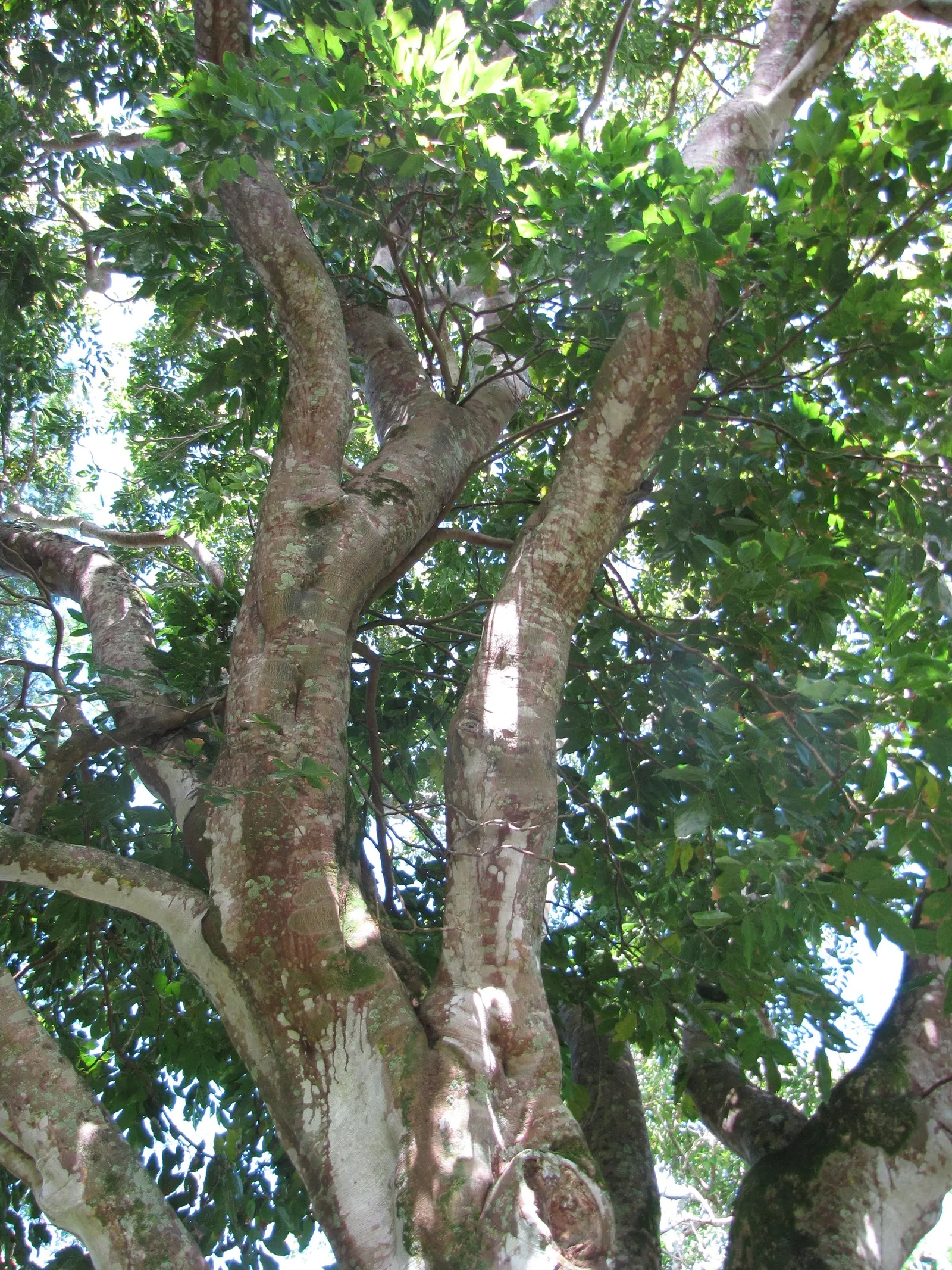 Moreton Bay Chestnut, Black Bean (Castanospermum Australe) — glossy green leaves and vibrant yellow-and-red flowers; and intriguing seed pods that can enhance