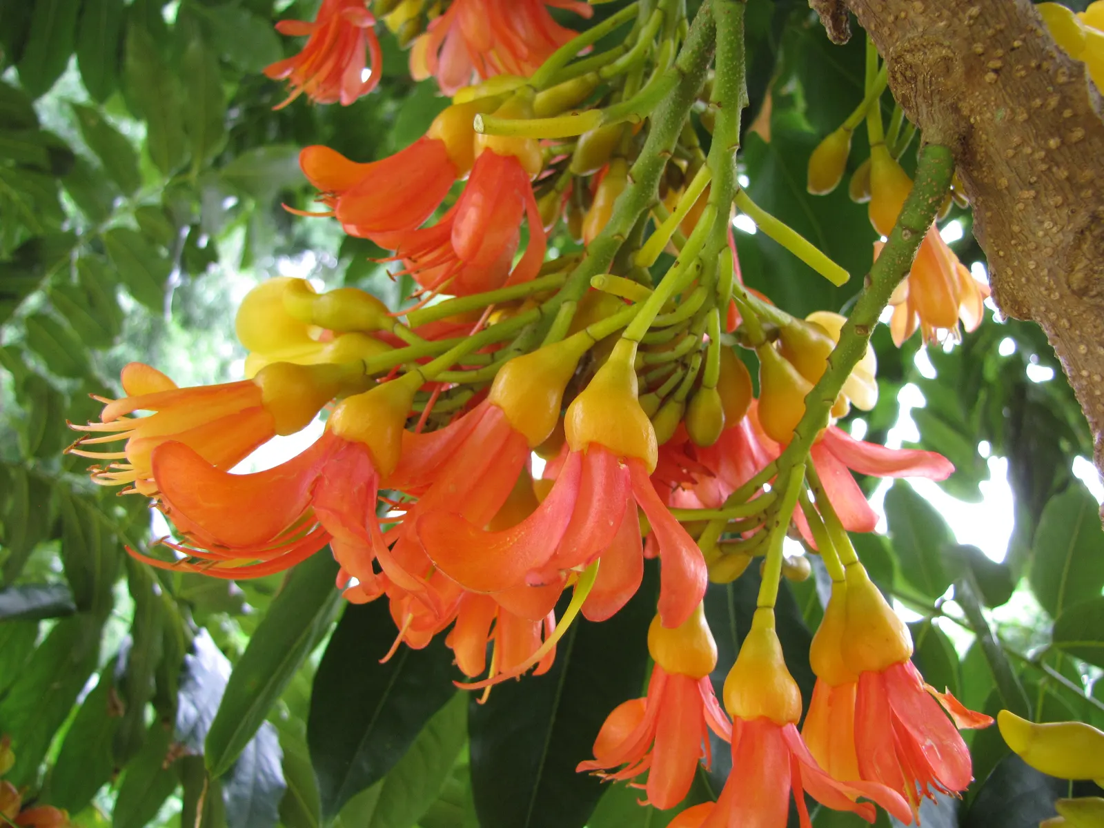 Moreton Bay Chestnut, Black Bean (Castanospermum Australe) — adding life and color to the landscape.<br><br>Following the flowering season; glossy green leaves