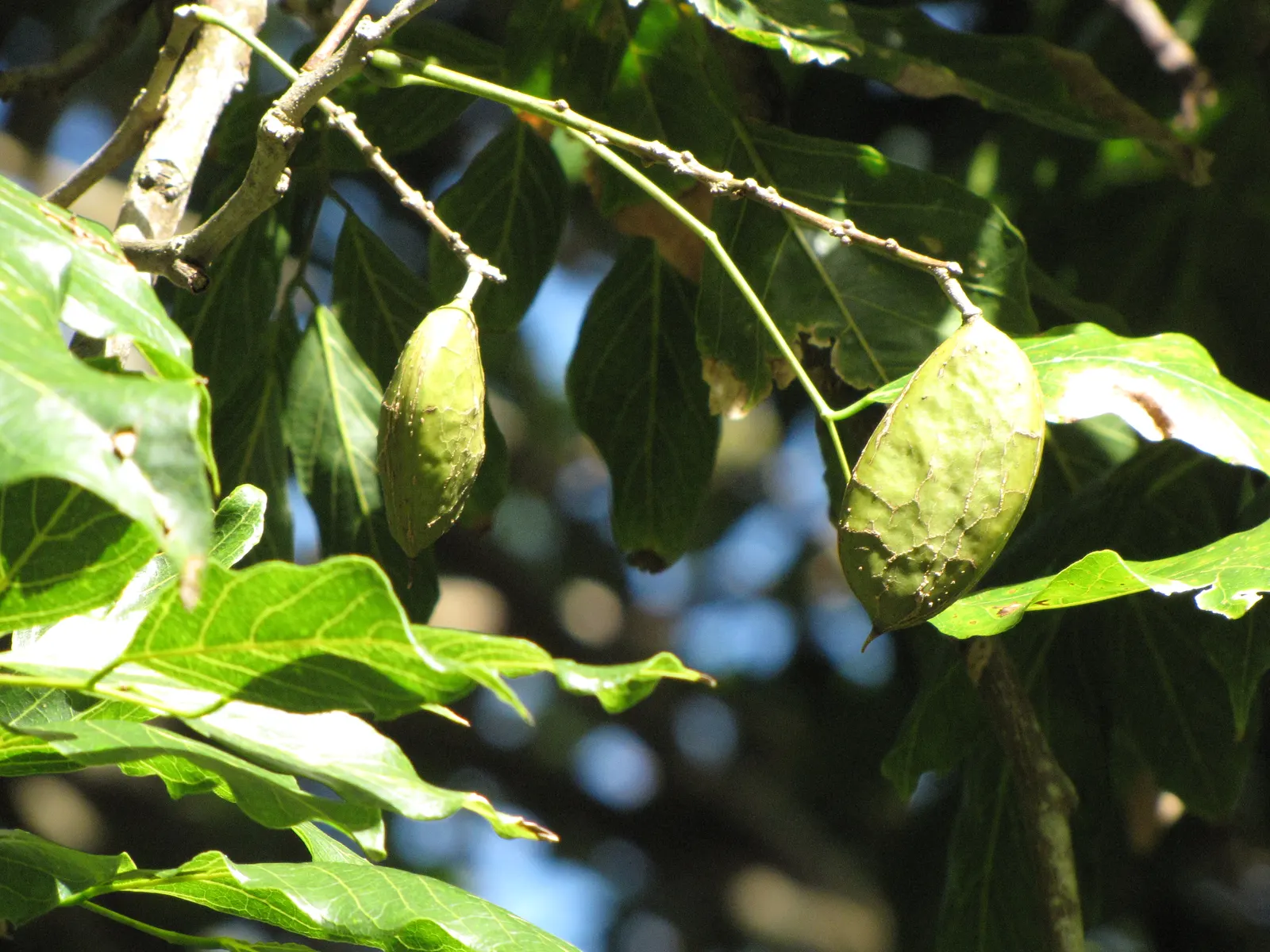 Moreton Bay Chestnut, Black Bean (Castanospermum Australe) — These blooms are not only visually stunning but also attract pollinators such as bees and birds