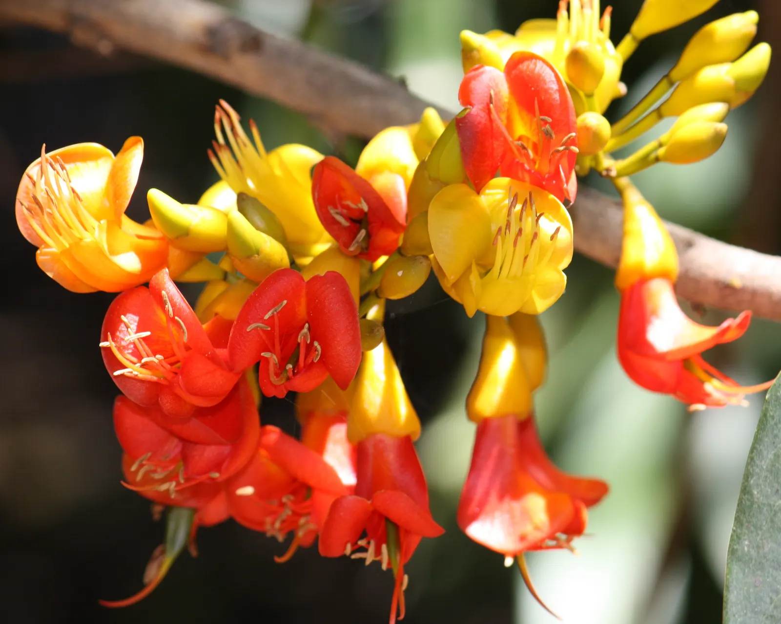 Moreton Bay Chestnut, Black Bean (Castanospermum Australe) — is an evergreen tree native to Australia‚Äôs coastal rainforests; distinctive seed, image 87