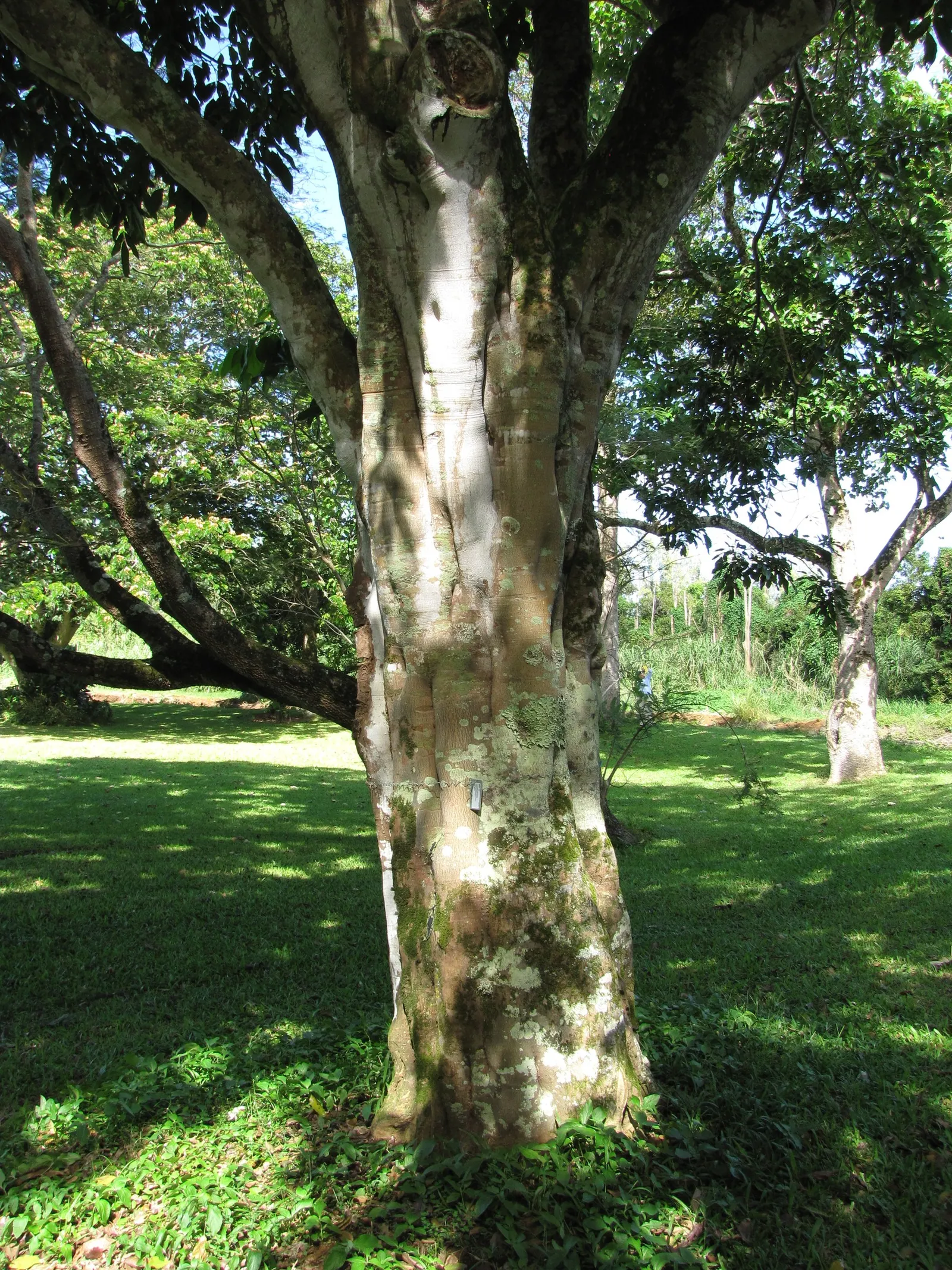 Moreton Bay Chestnut, Black Bean (Castanospermum Australe) — with a canopy spread of roughly 20 to 30 feet; distinctive seed pods up to 12 inches in length