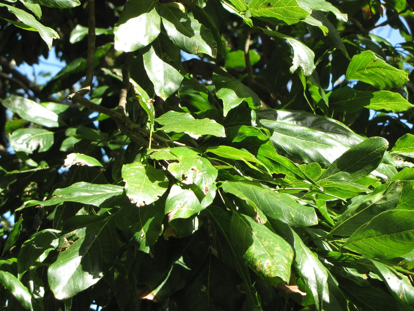 Moreton Bay Chestnut, Black Bean (Castanospermum Australe) — it can reach up to 130 feet tall in its natural habitat but commonly stays under 50, image 61