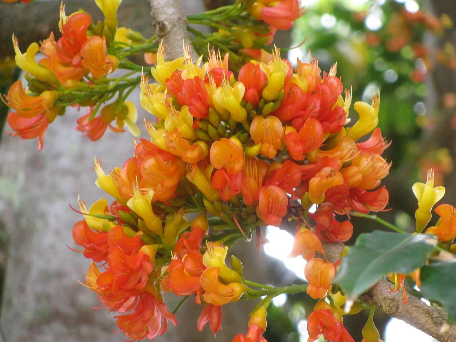 Moreton Bay Chestnut, Black Bean (Castanospermum Australe) — with a canopy spread of roughly 20 to 30 feet; distinctive seed pods up to 12 inches, image 67