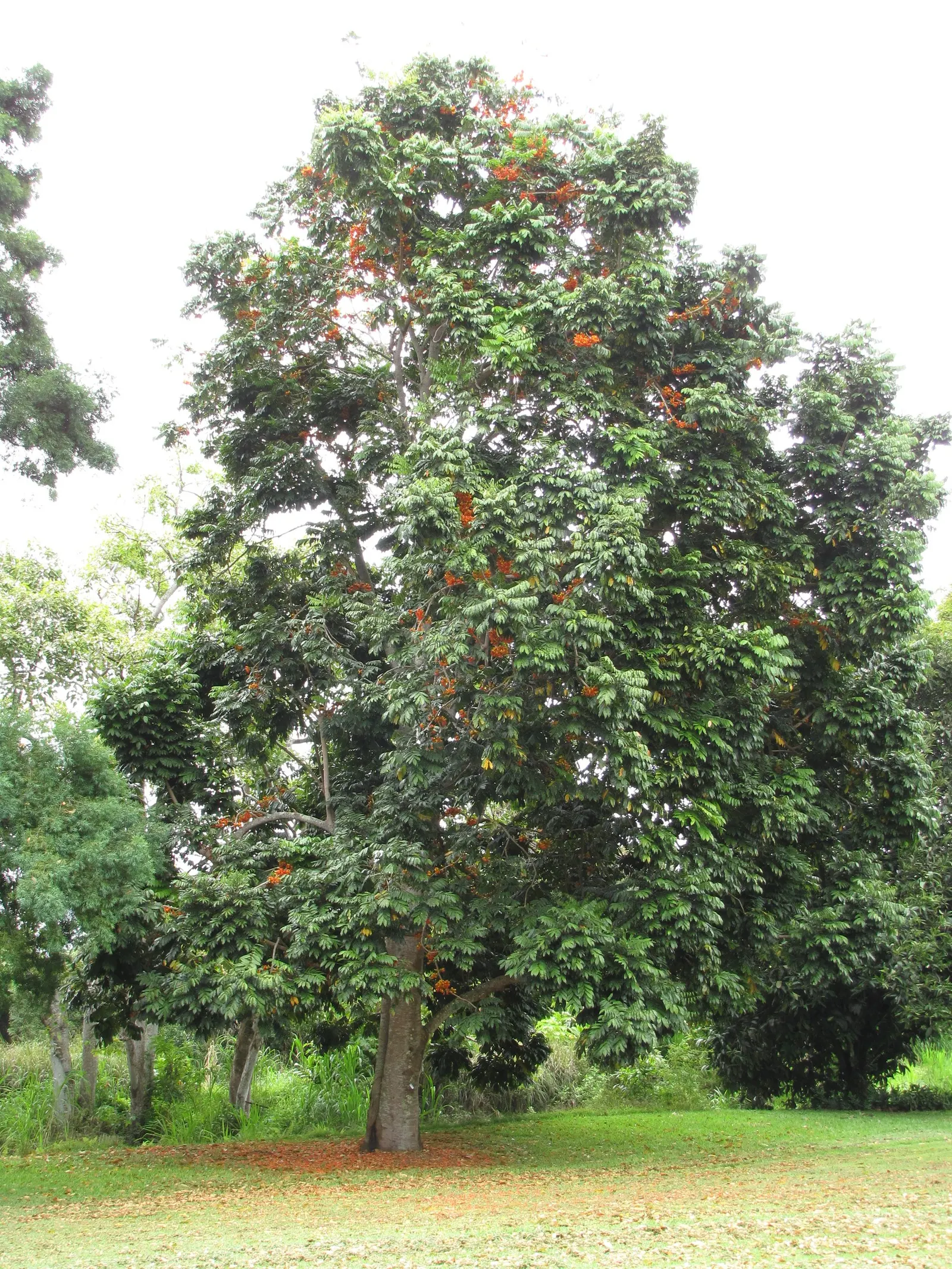 Moreton Bay Chestnut, Black Bean (Castanospermum Australe) — It prefers well-drained soil and full sun to partial shade