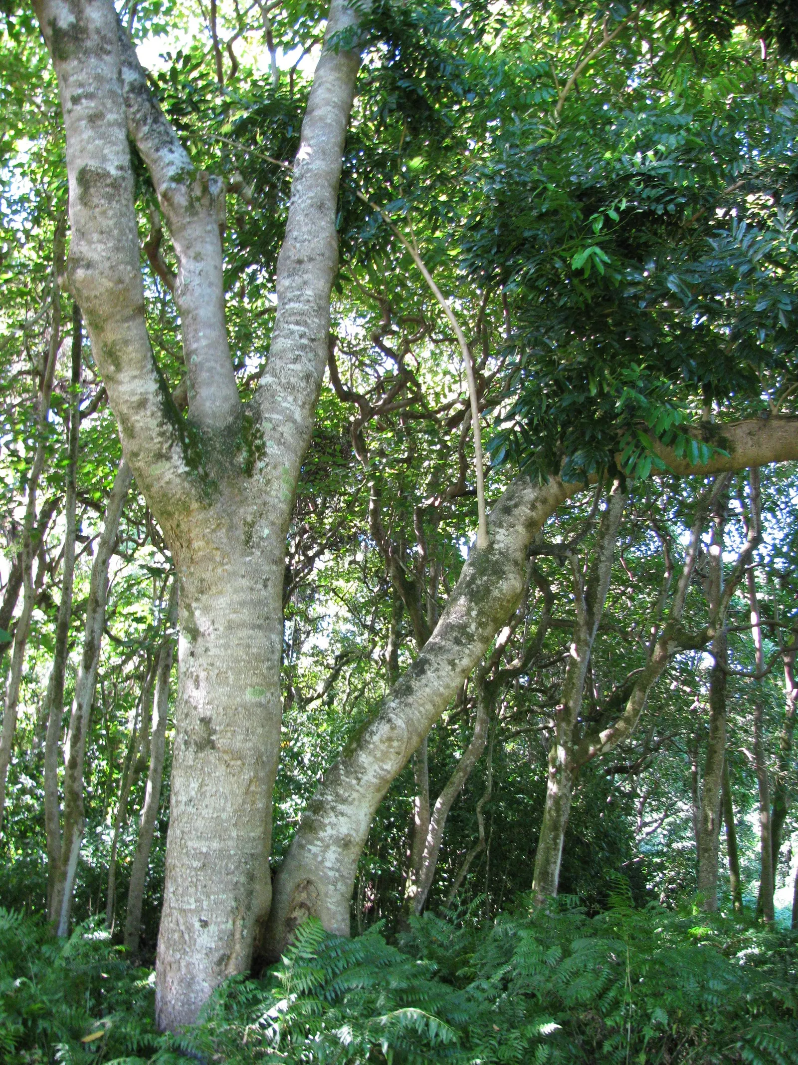 Moreton Bay Chestnut, Black Bean (Castanospermum Australe) — commonly referred to as the Black Bean or by its botanical name Castanospermum australe; and