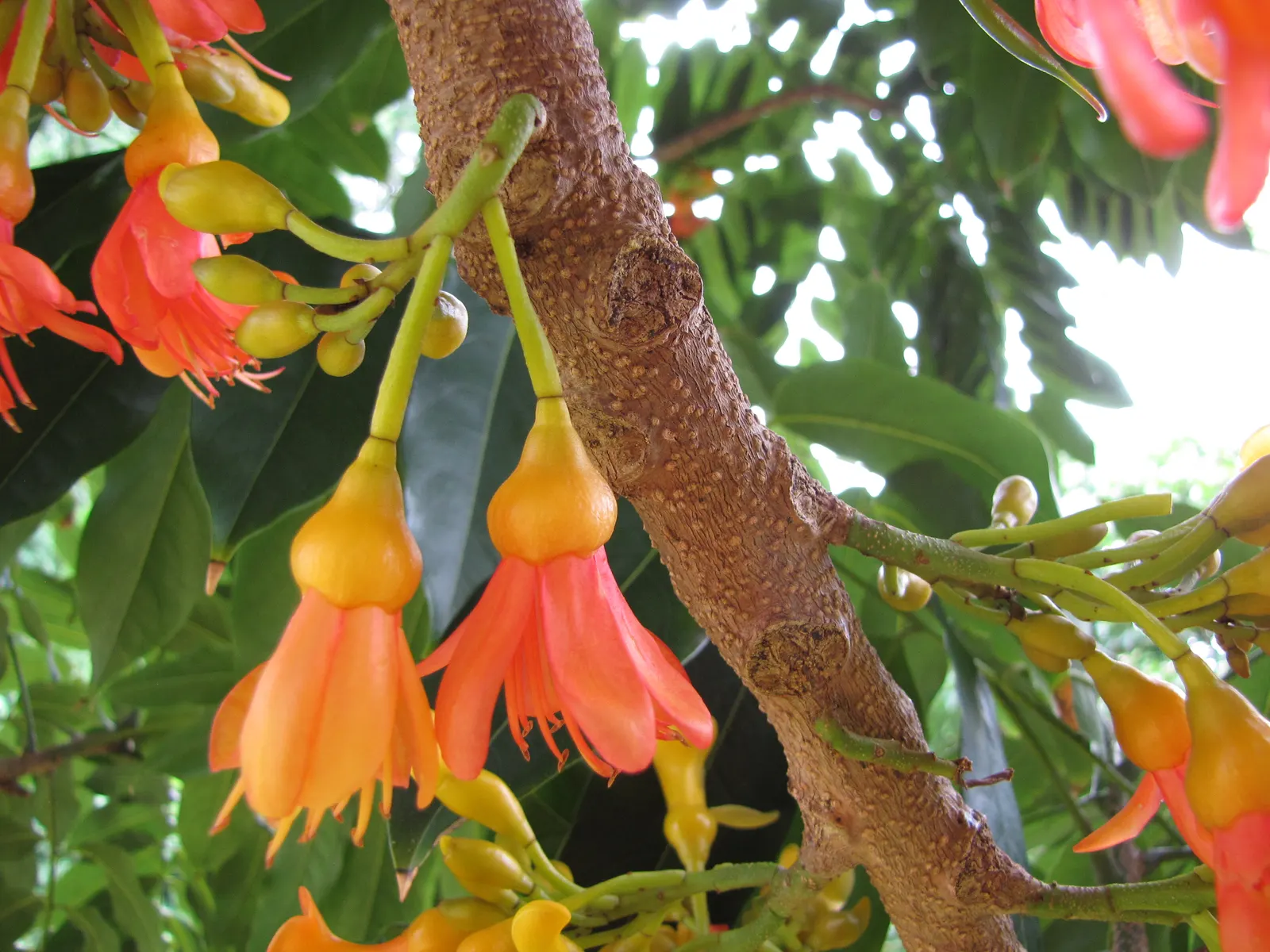 Moreton Bay Chestnut, Black Bean (Castanospermum Australe) — contrasting splendidly with the vibrant red and yellow pea-like flowers that bloom in, image 71