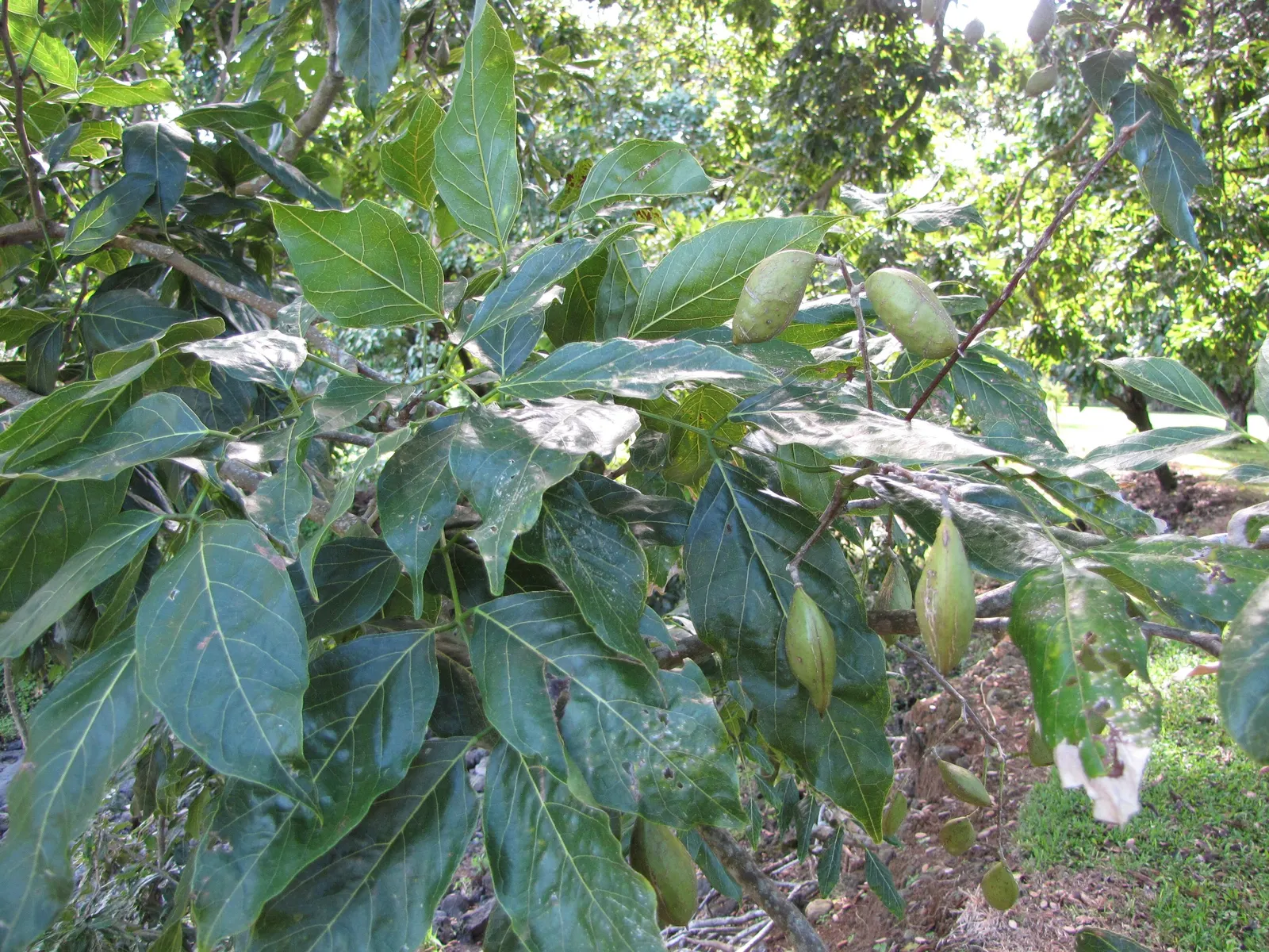 Moreton Bay Chestnut, Black Bean (Castanospermum Australe) — These blooms are not only visually stunning but also attract pollinators such as bees, image 72