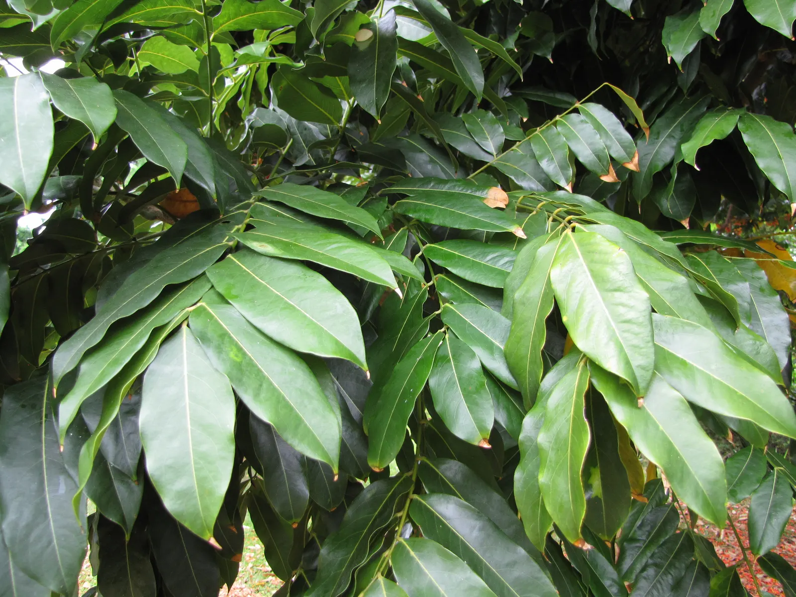 Moreton Bay Chestnut, Black Bean (Castanospermum Australe) — and intriguing seed pods that can enhance the aesthetic of any sizable landscape; glossy green