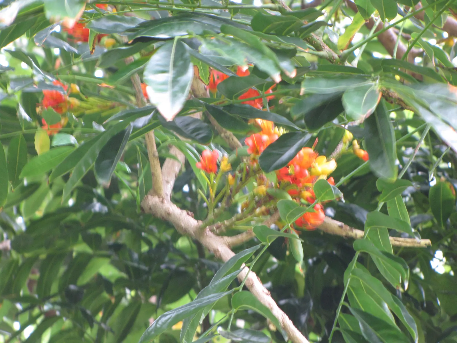 Moreton Bay Chestnut, Black Bean (Castanospermum Australe) — better known as Black Bean