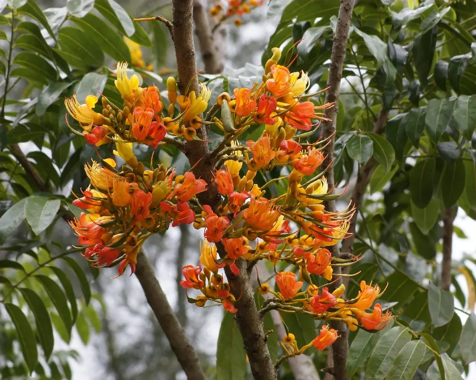 Moreton Bay Chestnut, Black Bean (Castanospermum Australe) — distinctive seed pods up to 12 inches in length; with a canopy spread of roughly 20 to 30 feet