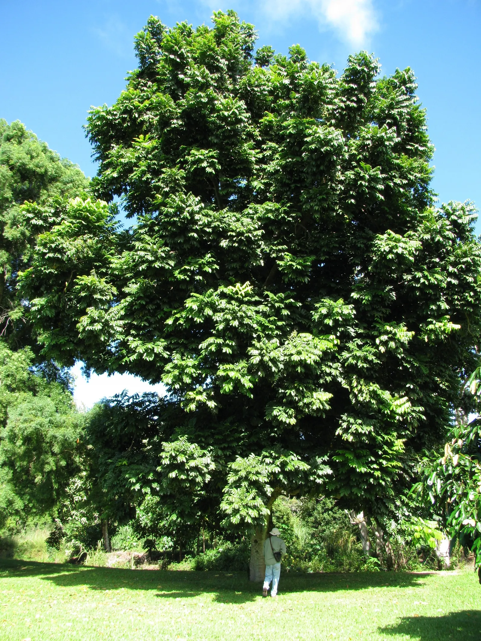 Moreton Bay Chestnut, Black Bean (Castanospermum Australe) — Native to the coastal rainforest regions of Australia