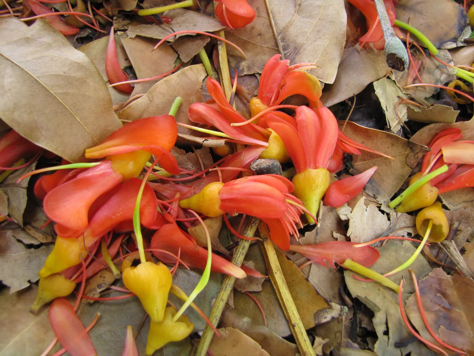Moreton Bay Chestnut, Black Bean (Castanospermum Australe) — Note: The seeds are toxic if ingested; distinctive seed pods up to 12 inches in length, image 63
