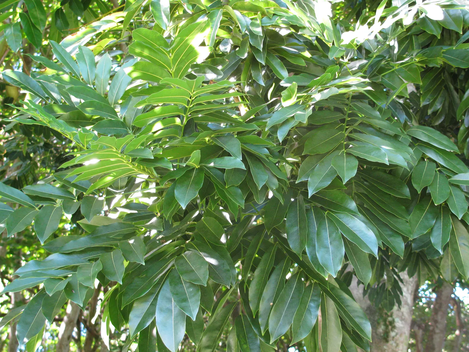 Moreton Bay Chestnut, Black Bean (Castanospermum Australe) — can tolerate short periods of drought.<br><br>In summary; glossy green leaves and, image 77