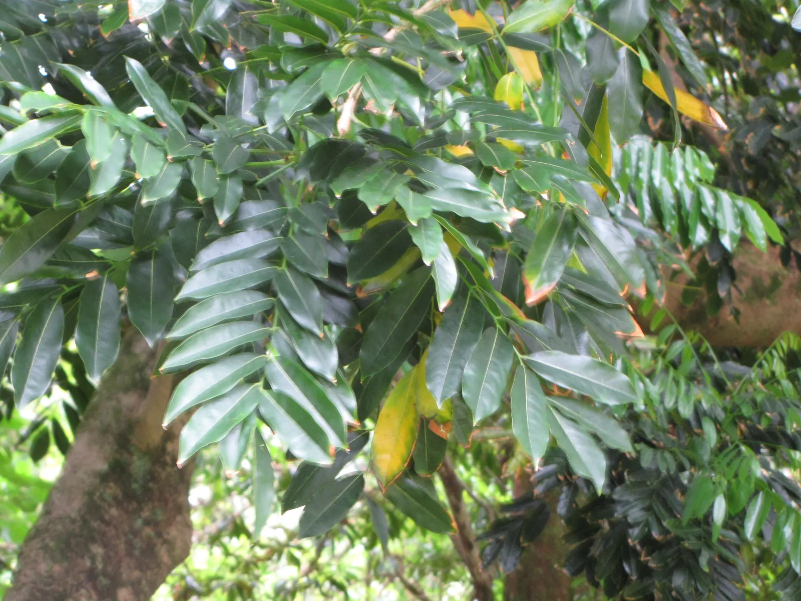 Moreton Bay Chestnut, Black Bean (Castanospermum Australe) — adding life and color to the landscape.<br><br>Following the flowering season; glossy, image 73