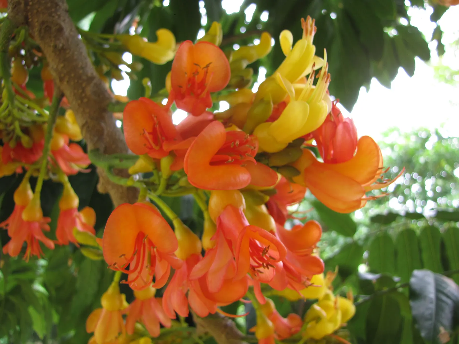 Moreton Bay Chestnut, Black Bean (Castanospermum Australe) — tree with orange and red and yellow blooms