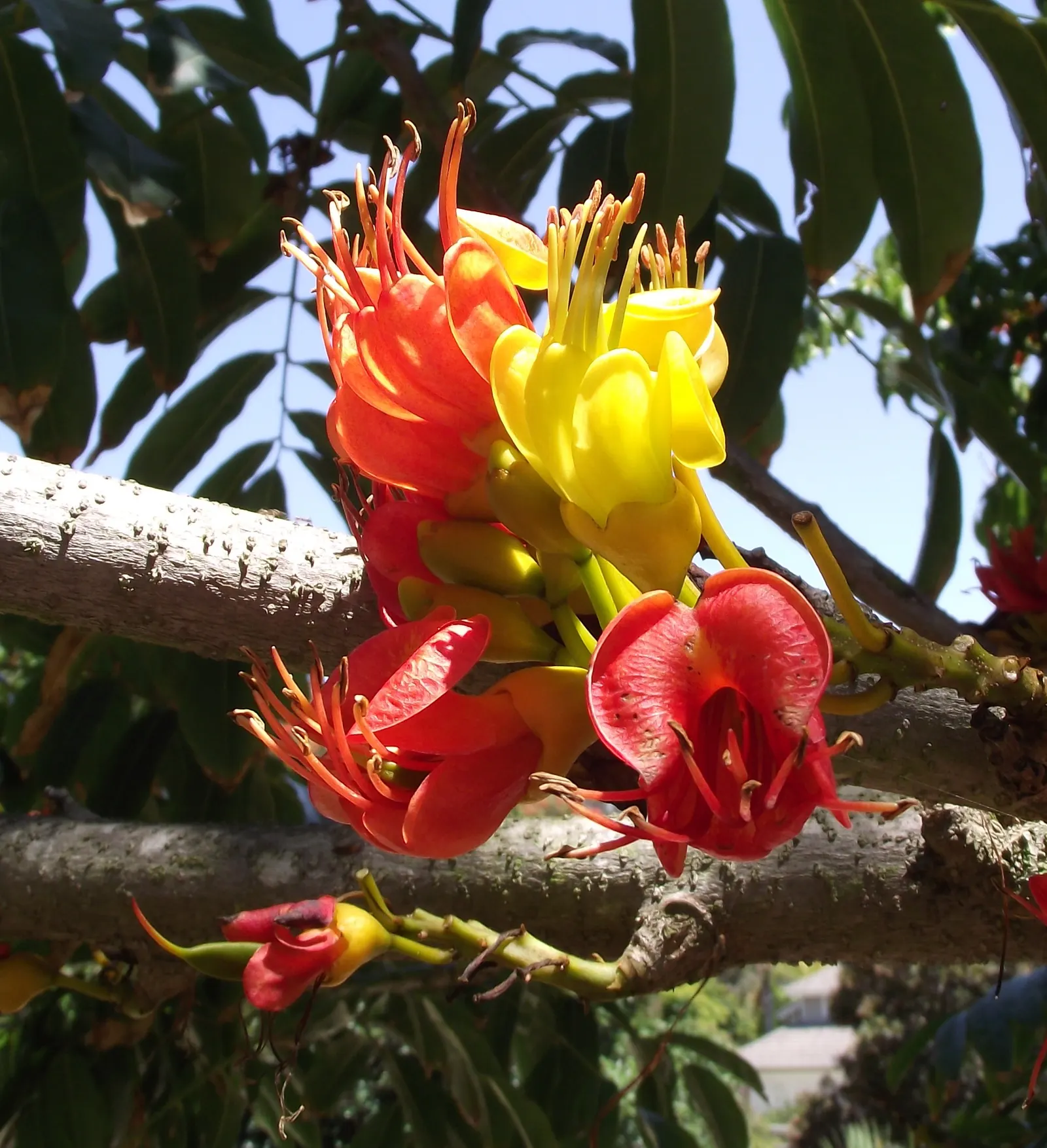 Moreton Bay Chestnut, Black Bean (Castanospermum Australe) — Native to the coastal rainforest regions of Australia; with a canopy spread of roughly, image 66