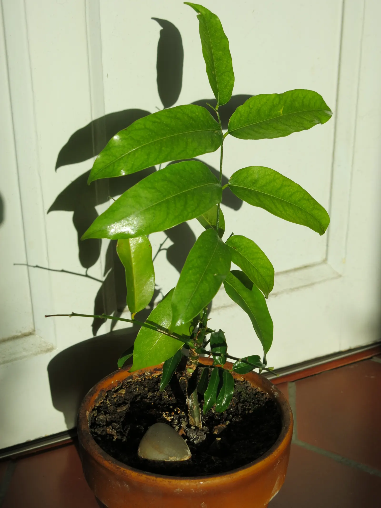Moreton Bay Chestnut, Black Bean (Castanospermum Australe) — tree for full or half
