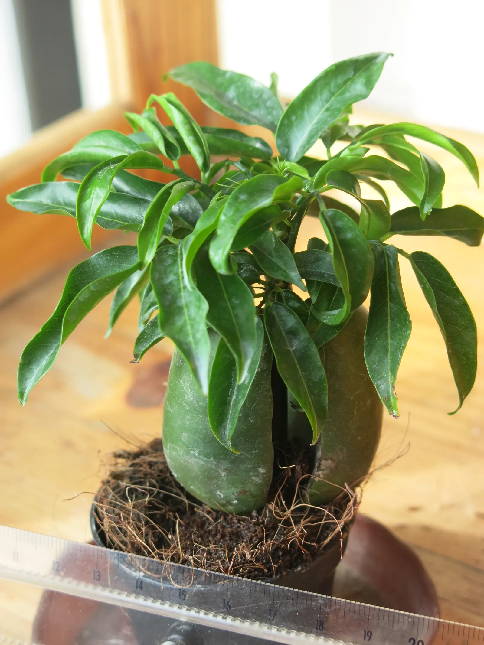 Moreton Bay Chestnut, Black Bean (Castanospermum Australe) — are glossy and deep green