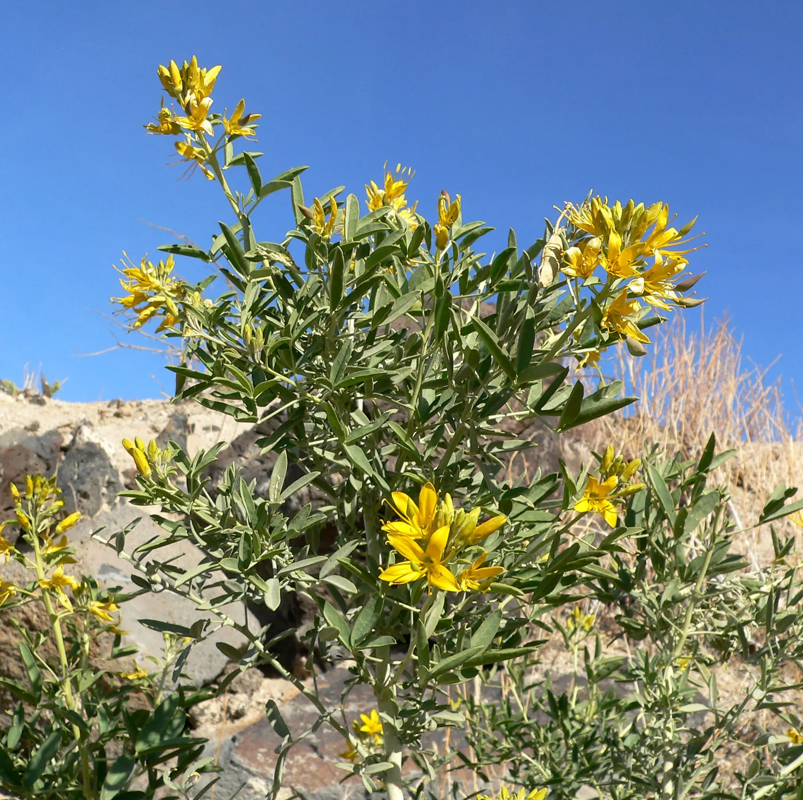 Bladderpod (Isomeris Arborea) — Prefers full sun, well-drained soils, and tolerates drought