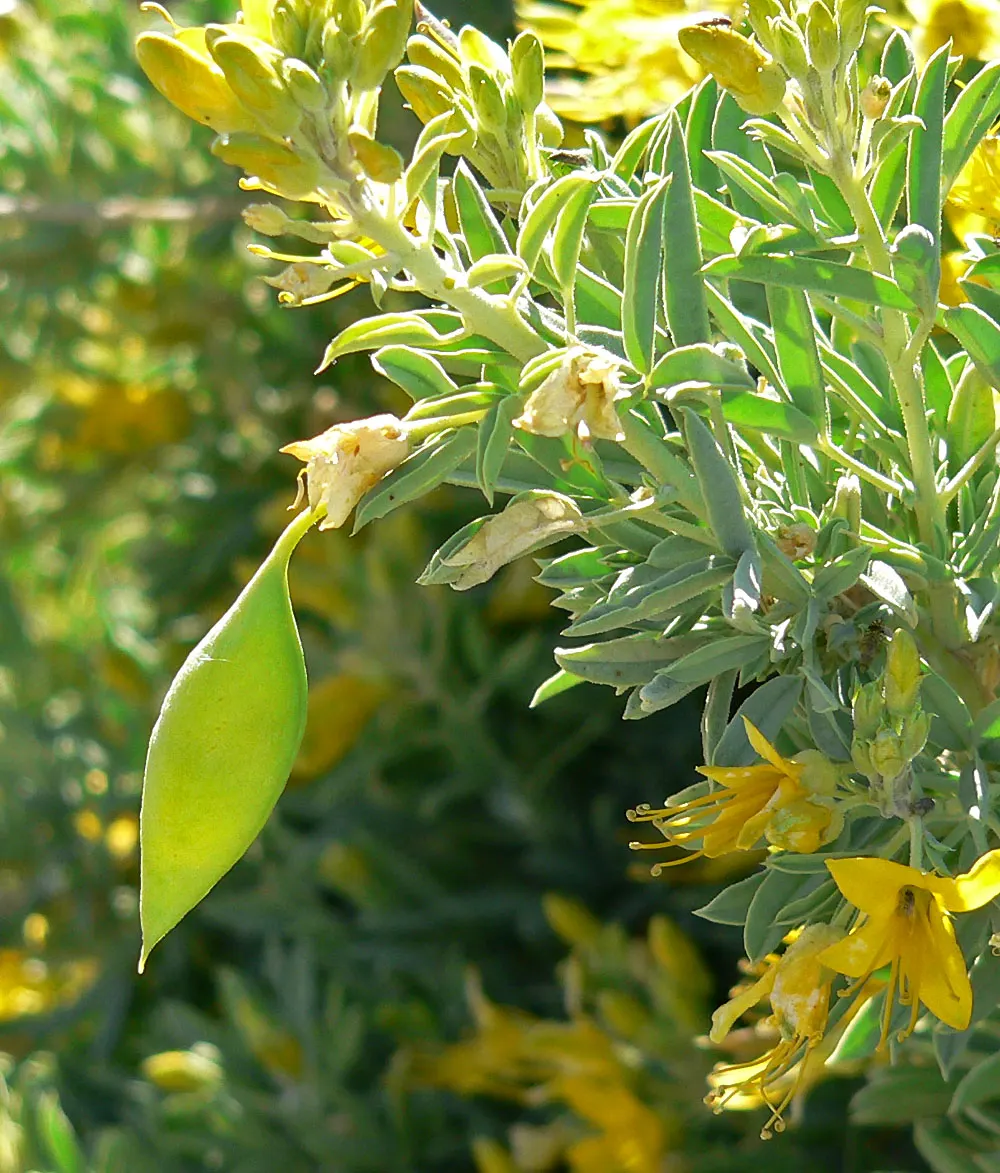 Bladderpod (Isomeris Arborea) — Ideal for xeriscapes with its low water requirement and appealing winter interest