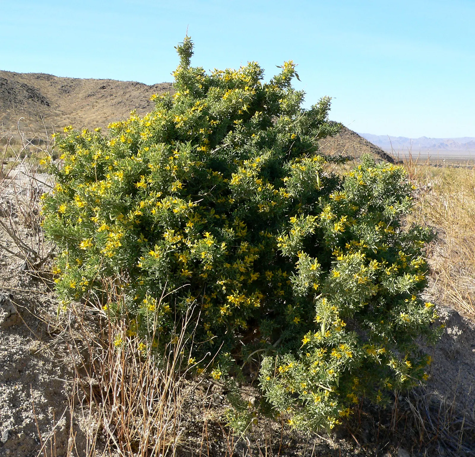 Bladderpod (Isomeris Arborea) — commonly known as Bladder Pod