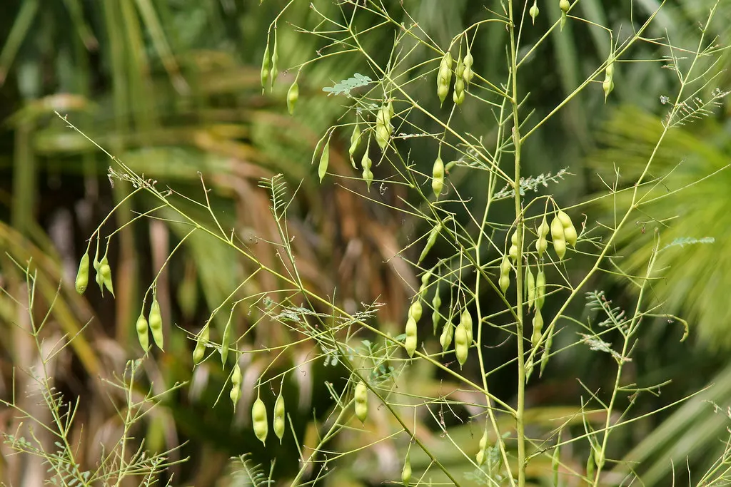 Bladderpod (Isomeris Arborea) — Its unique name arises from its characteristic inflated seed pods, which resemble small bladders