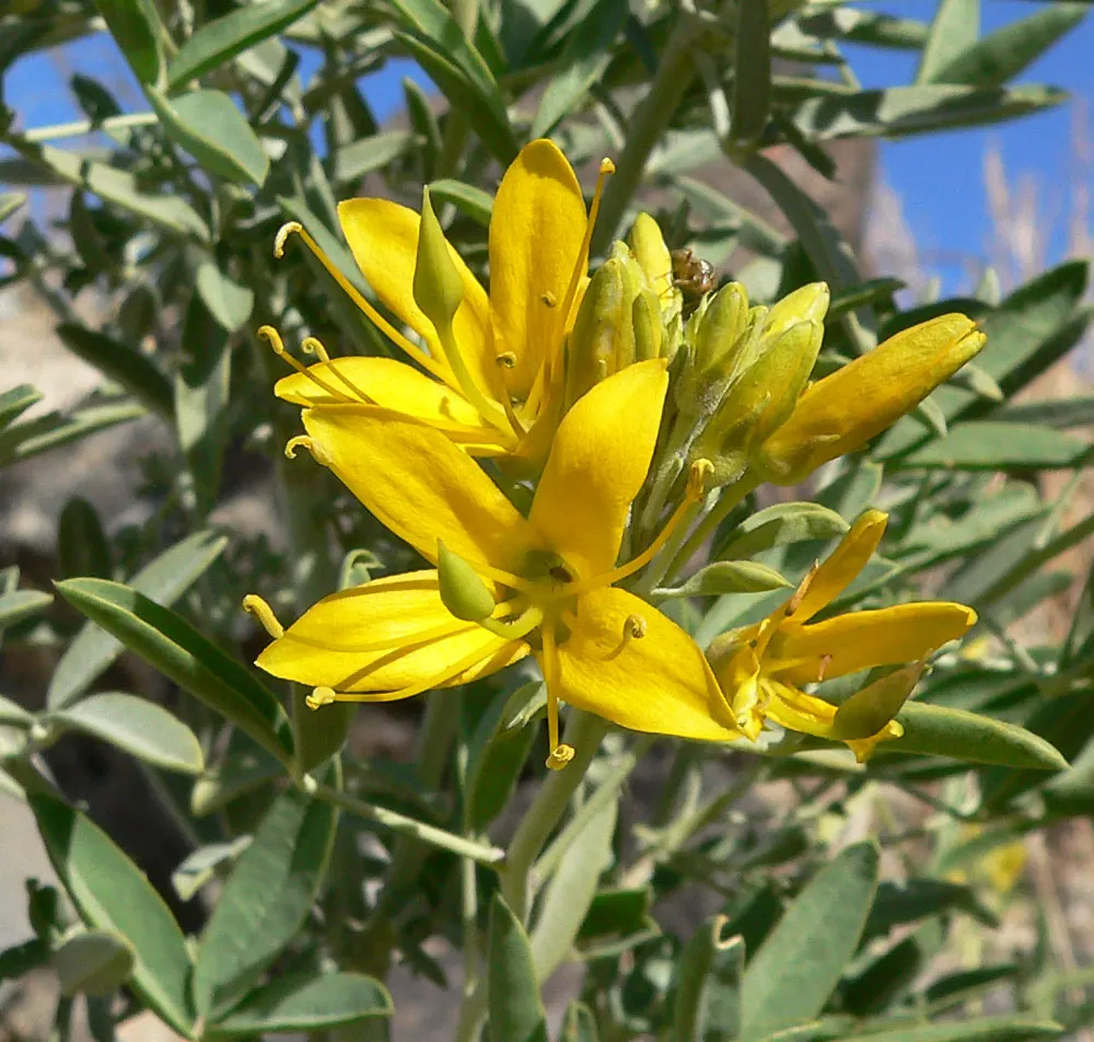 Bladderpod (Isomeris Arborea) — providing year-round texture and color